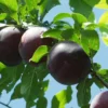 Obilnaja Asian Plum