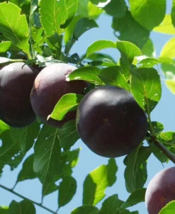 Obilnaja Asian Plum