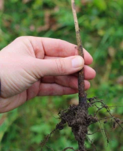 EMLA 7 Apple Rootstock