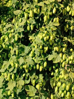 Willamette Hops