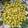 Colossal Gooseberry