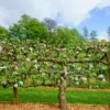 2 Tier Apple Espalier Combo Tree (2 Varieties)