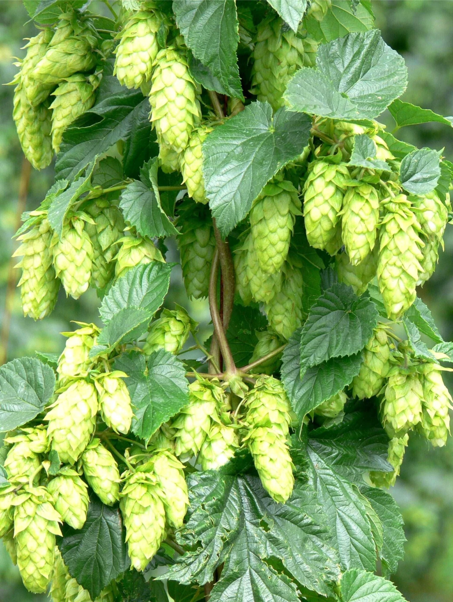 Tettnang Hops 1 Tettnang Hops