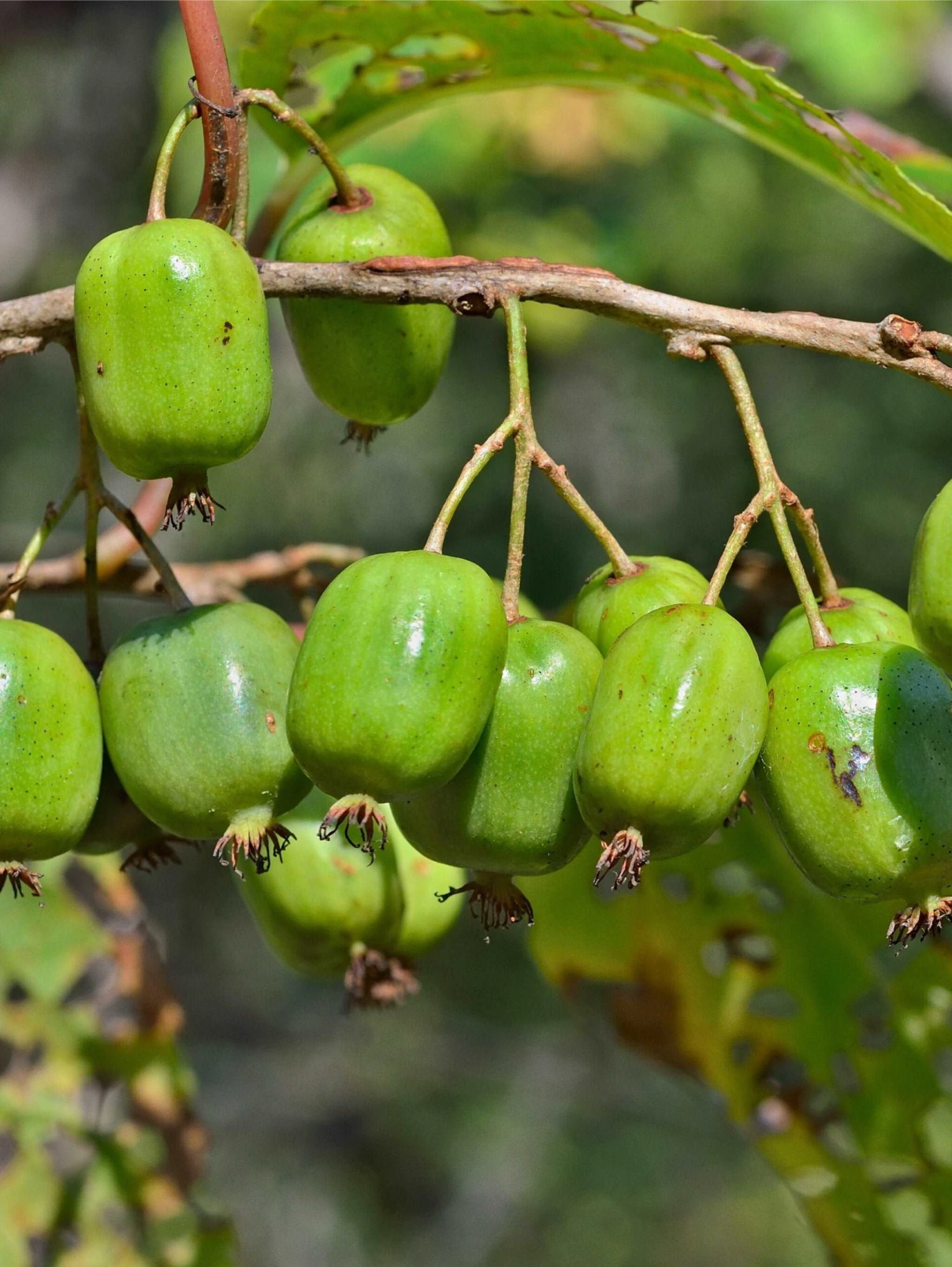 Annanasnaja Hardy Kiwi 1 Annanasnaja Hardy Kiwi