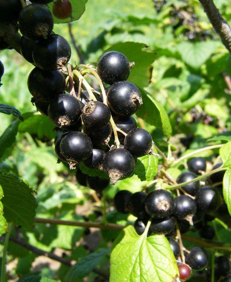 Belaruskaja Black Currant 1 Belaruskaja Black Currant