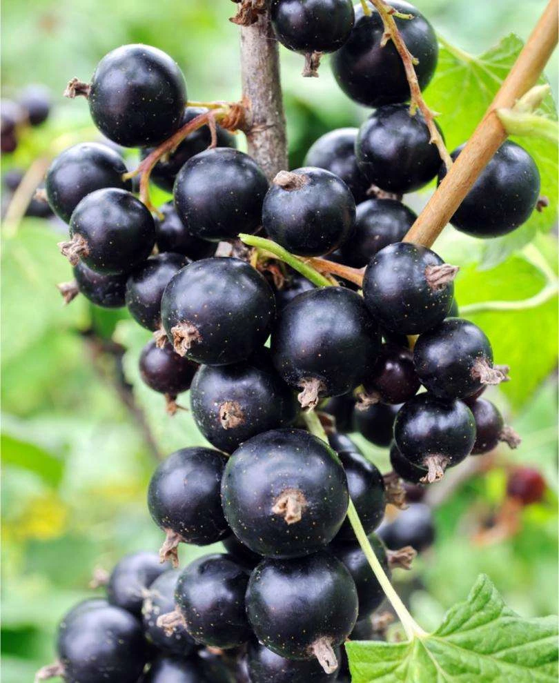 Risager Black Currant 1 Risager Black Currant