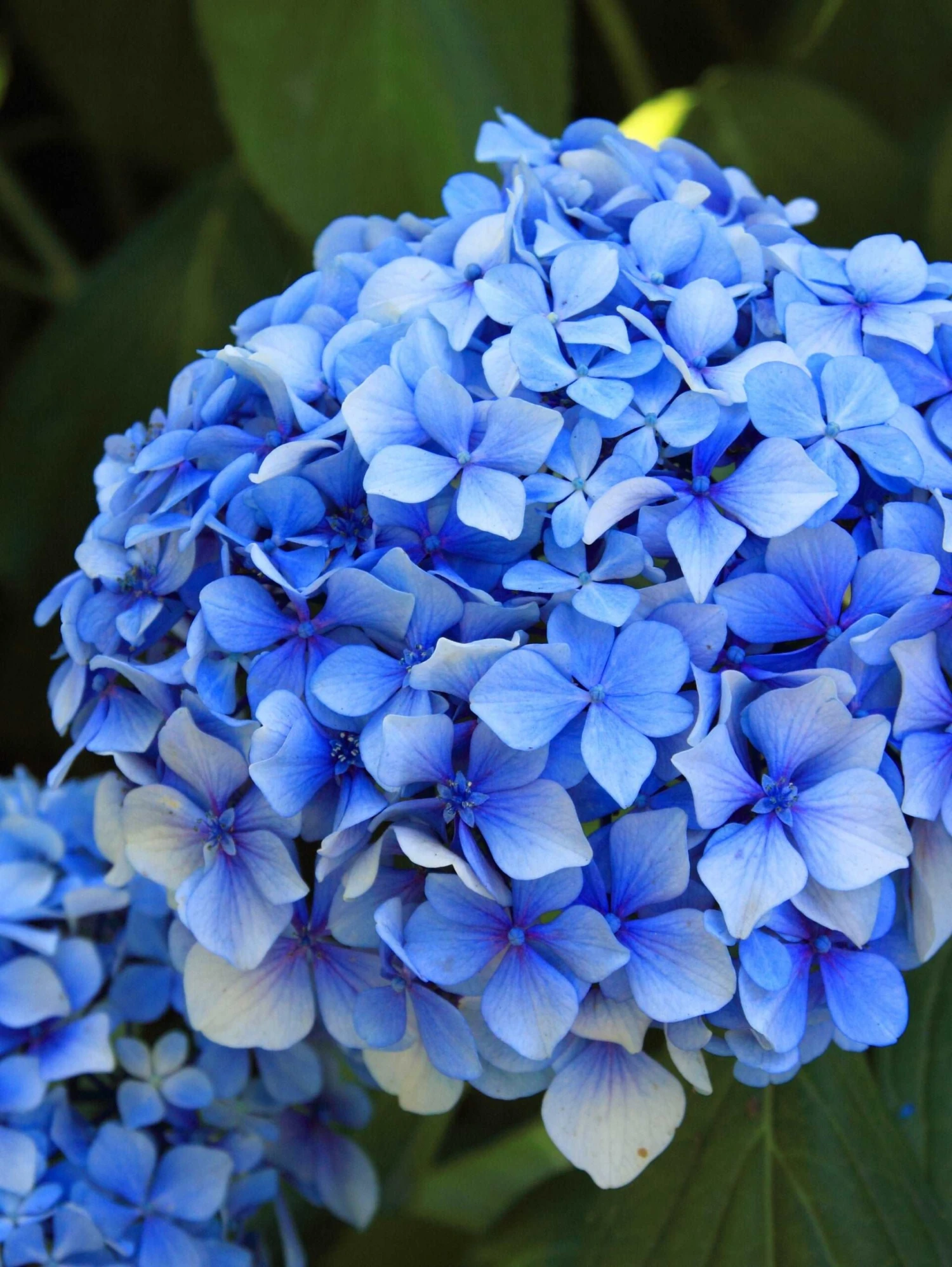 Forever Blue Hydrangea 1 Forever Blue Hydrangea