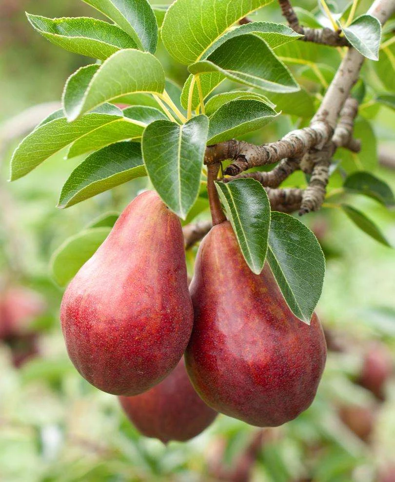 Red Clapps European Pear 1 Red Clapps European Pear
