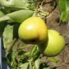 Hamese Asian Pear