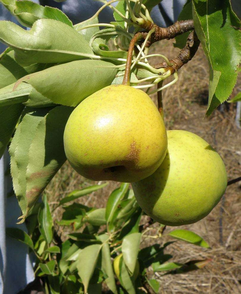 Hamese Asian Pear 1 Hamese Asian Pear