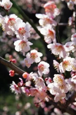 Bungo Flowering Apricot