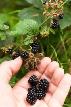 Wild Treasure Thornless Trailing Blackberry