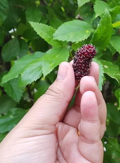 Shangri La Mulberry 1 Shangri La Mulberry