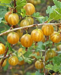 Hinnomaki Yellow Gooseberry