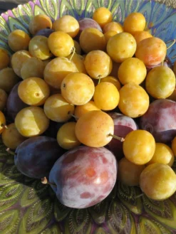 New Products -Alphas Plant Shop shutterstock 1427325371 scaled