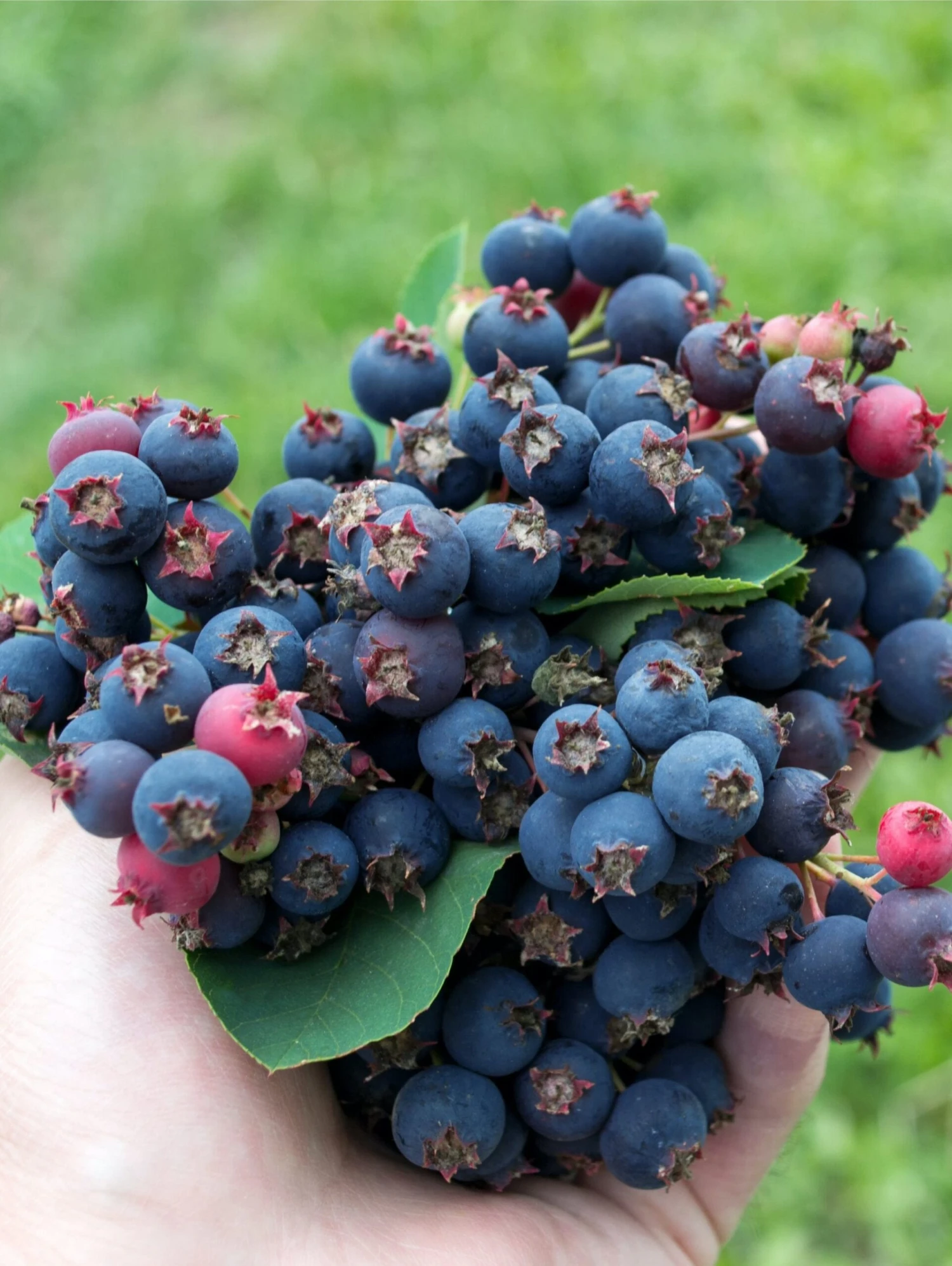 Thiessen Serviceberry 1 Thiessen Serviceberry