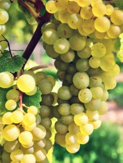 Interlaken Seedless Grape