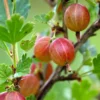 Jahn's Prairie Gooseberry
