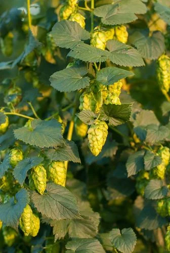 Sterling Hops 1 Sterling Hops