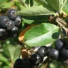 Nero Aronia