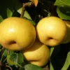 Kikisui Asian Pear