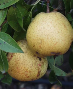 White Doyenne European Pear