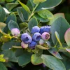 Bushel And Berry® Silver Dollar® Blueberry