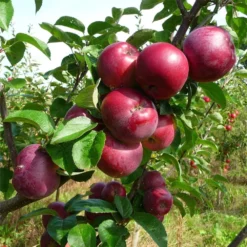 Honeycrisp And Spartan Apple Bundle (3 Trees)