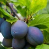Combo European Plum Tree (5 Varieties)