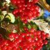 Ukraine Highbush Cranberry