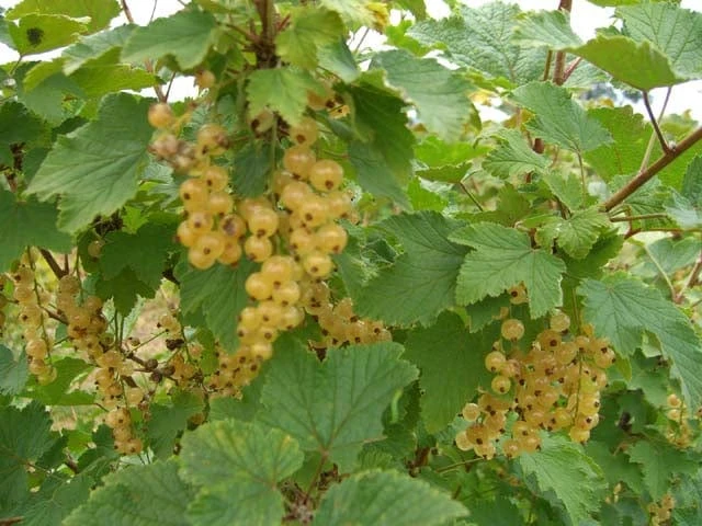 White Imperial White Currant 1 White Imperial White Currant