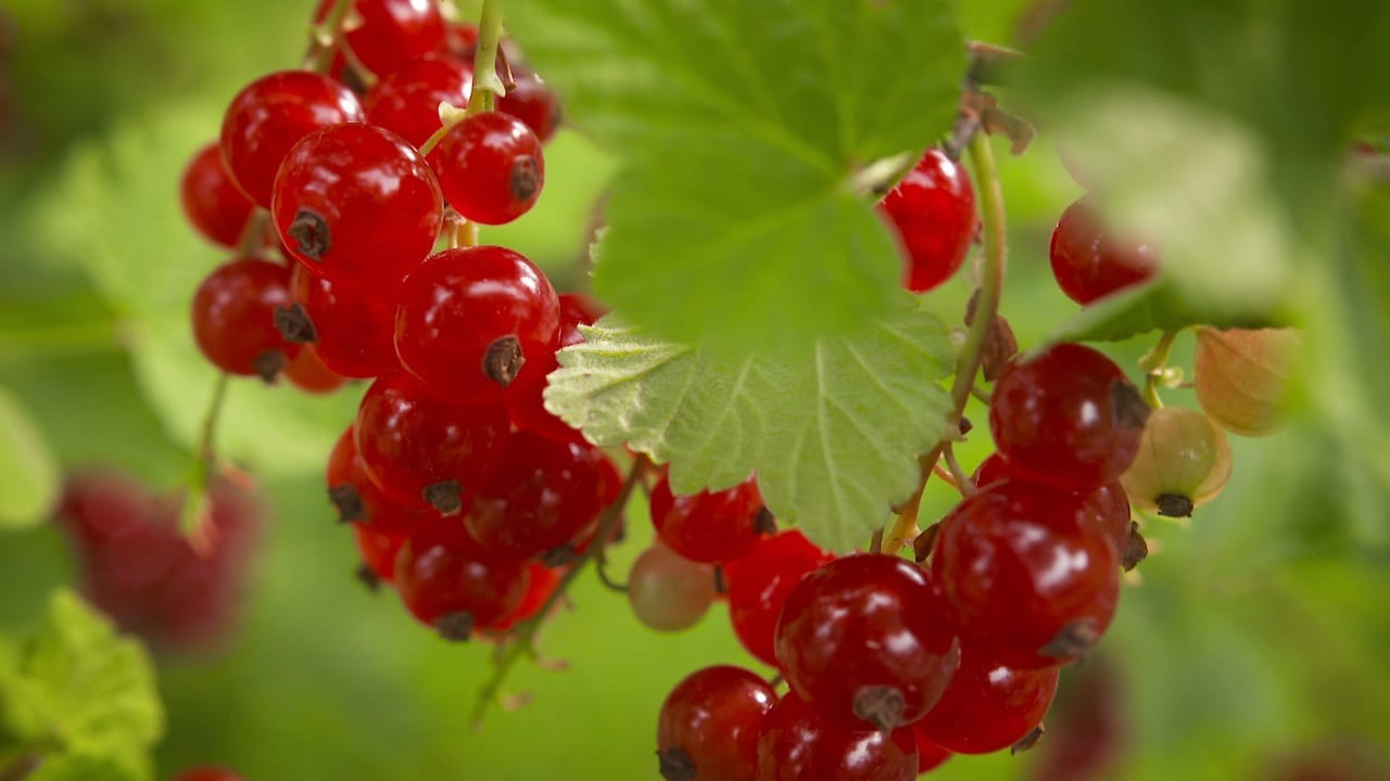 Alphas Plant Shop -Alphas Plant Shop img